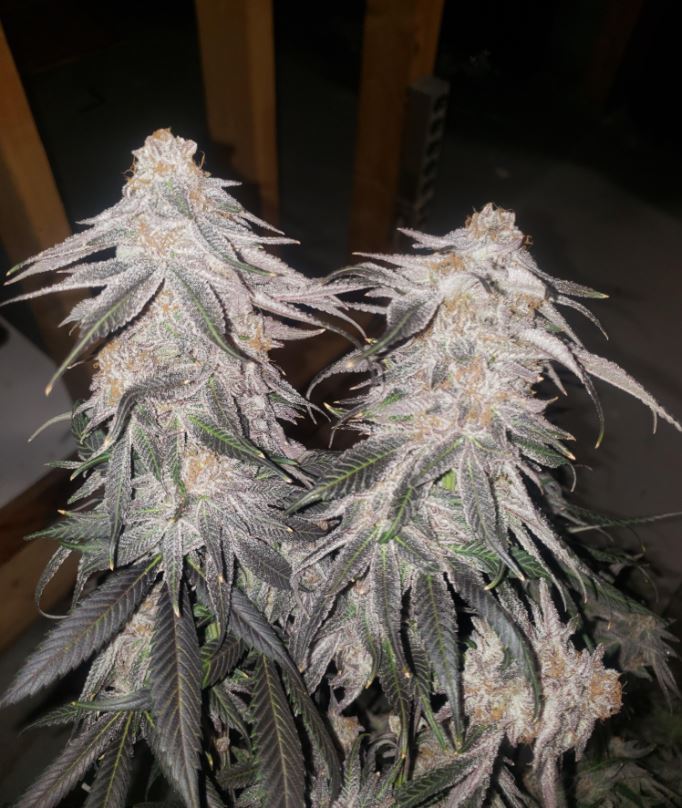 Purple Punch cannabis plant in flower showing purple-tinged buds and healthy fan leaves