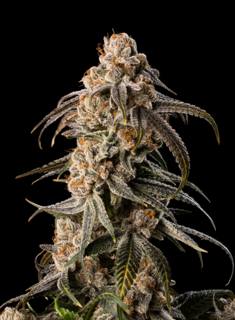 Frosted Purple Punch cannabis flower with deep violet hues and dense trichome coverage
